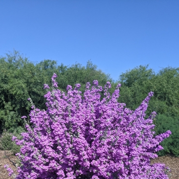 Leucophyllum - ×frutescens - Laredo  - COV