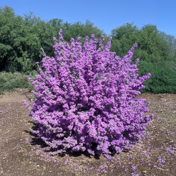 Leucophyllum - ×frutescens - Laredo  - COV