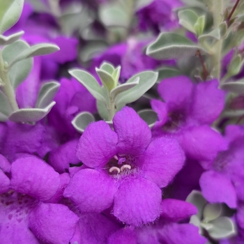 Leucophyllum - ×frutescens - Laredo  - COV