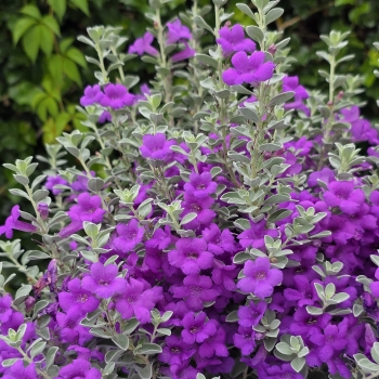 Leucophyllum - ×frutescens - Laredo  - COV