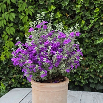 Leucophyllum - ×frutescens - Laredo  - COV