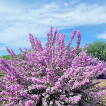 Leucophyllum - ×frutescens - San Antonio Rose - COV