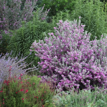 Leucophyllum - ×frutescens - San Antonio Rose - COV