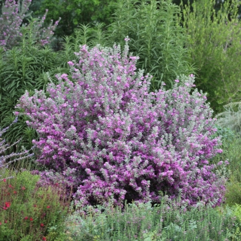 Leucophyllum - ×frutescens - San Antonio Rose - COV