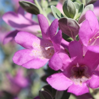 Leucophyllum - ×frutescens - San Antonio Rose - COV