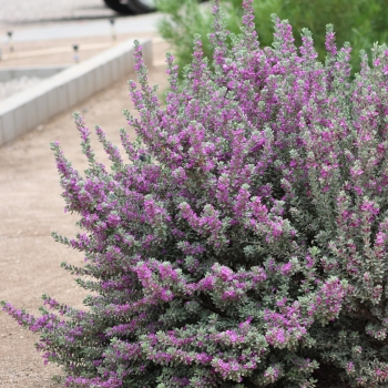 Leucophyllum - ×frutescens - San Antonio Rose - COV