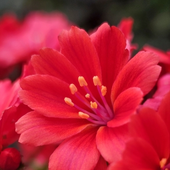 Lewisia - hybride - Sunset Glow - Marianni