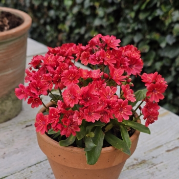 Lewisia - hybride - Sunset Glow - Marianni