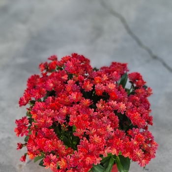 Lewisia - hybride - Sunset Glow - Marianni