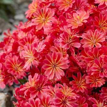Lewisia - hybride - Sunset Glow - Marianni
