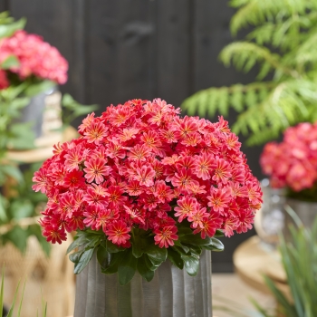 Lewisia - hybride - Sunset Glow - Marianni