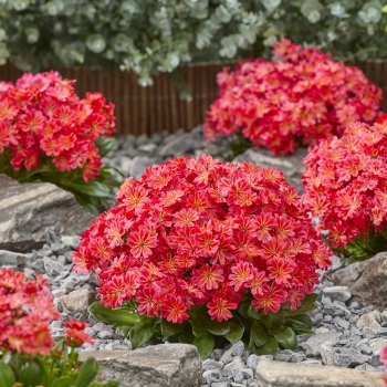 Lewisia - hybride - Sunset Glow - Marianni