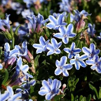 Lithodora - diffusa - Star - COV