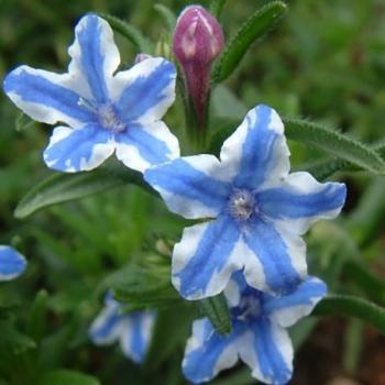 Lithodora - diffusa - Star - COV