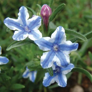 Lithodora - diffusa - Star - COV