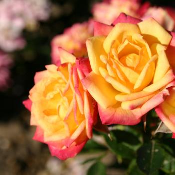 Rosa - hybride - Little Sunset® - Korlutmag