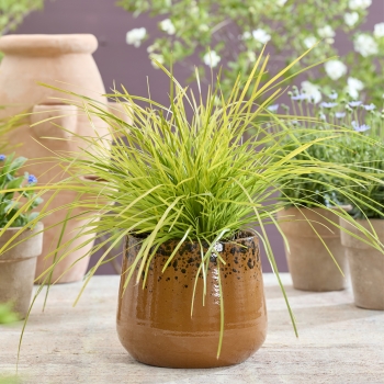 Lomandra - longifolia - Miner's Gold - KM-MG24