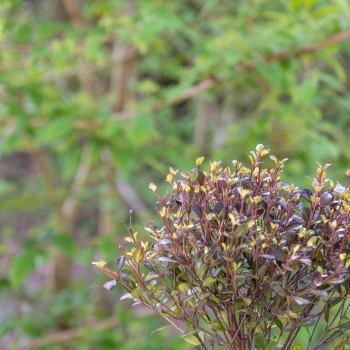 Lophomyrtus - ralphii     - Black Stallion - COV