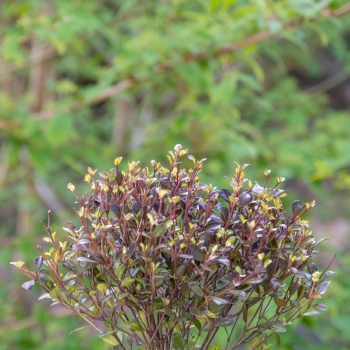 Lophomyrtus - ralphii     - Black Stallion - COV