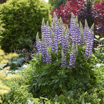 Lupinus  - polyphyllus  - Cierra - COV