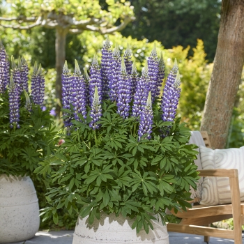Lupinus  - polyphyllus  - Cierra - COV