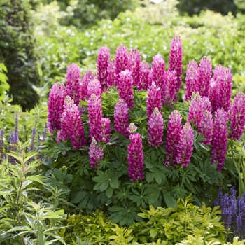 Lupinus - polyphyllus  - Cutie - ETLPN709