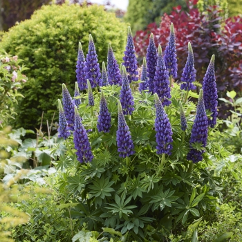 Lupinus  - polyphyllus - Lyanna - COV