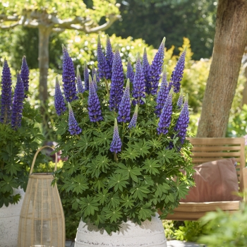 Lupinus  - polyphyllus - Lyanna - COV