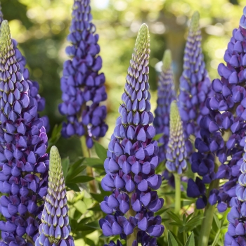Lupinus  - polyphyllus - Lyanna - COV