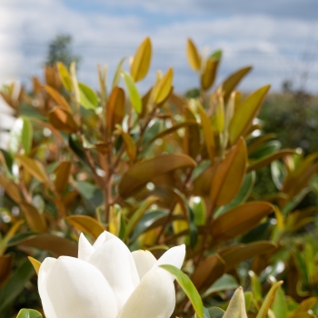 Magnolia - grandiflora - Alta - TMGH