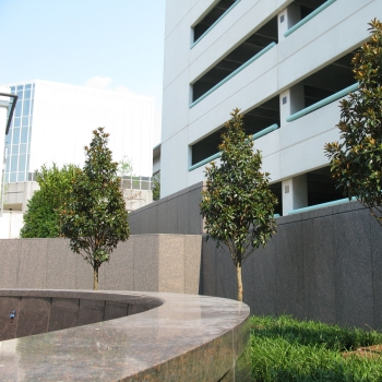 Magnolia - grandiflora - Alta - TMGH