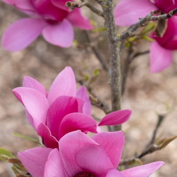 Magnolia - × soulangeana - Pink Pyramid - MGPIN2010