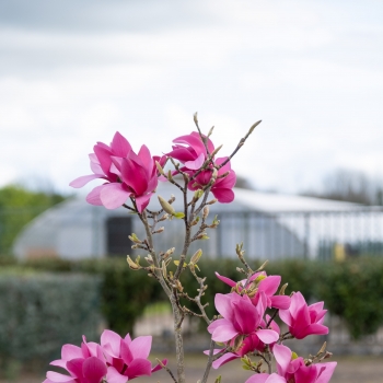 Magnolia - × soulangeana - Pink Pyramid - MGPIN2010