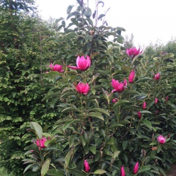 Magnolia - × soulangeana - Pink Pyramid - MGPIN2010
