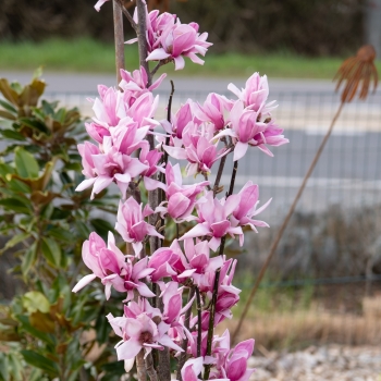 Magnolia - × soulangeana - Starburst - MGSTA2009