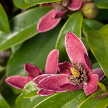 Magnolia - hybride - Stellar Ruby - COV