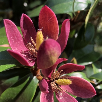 Magnolia - hybride - Stellar Ruby - COV