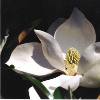 Magnolia - grandiflora - Alta - TMGH