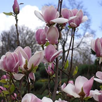 Magnolia - soulangeana - Cameo - cov