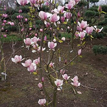 Magnolia - soulangeana - Cameo - cov