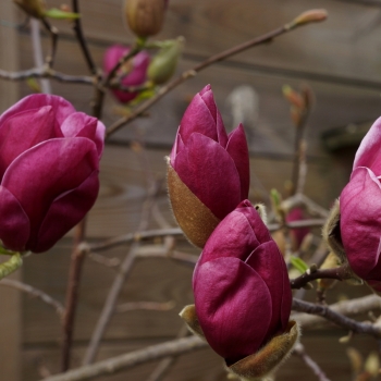 Magnolia - × soulangeana - Genie - COV