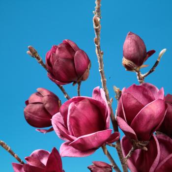 Magnolia - x soulangeana - Genie - COV