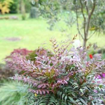 Mahonia - eurybracteata - Meteor - Hillmah