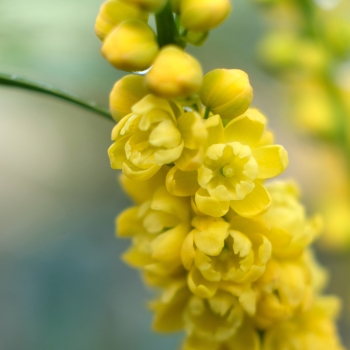 Mahonia - eurybracteata - Meteor - Hillmah