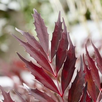 Mahonia - eurybracteata - Meteor - Hillmah