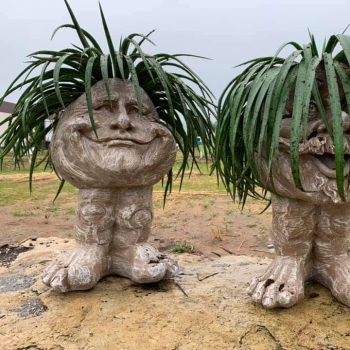 Mangave - hybride - Bad Hair Day - COV