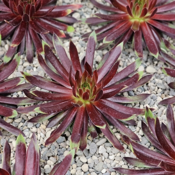 Sempervivum - hybride - Mint Chocolate Chip - 