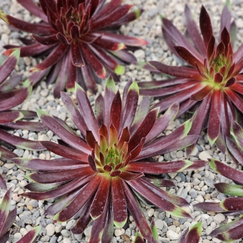 Sempervivum - hybride - Mint Chocolate Chip - 