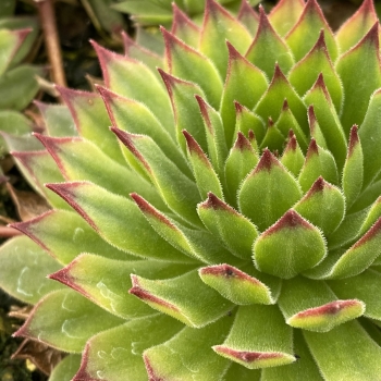 Sempervivum - hybride - Mint Chocolate Chip - 