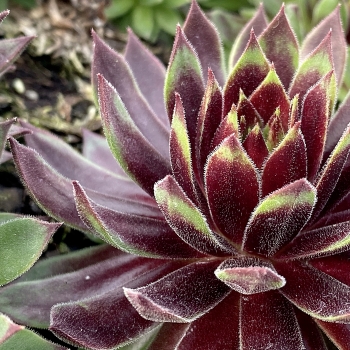 Sempervivum - hybride - Mint Chocolate Chip - 